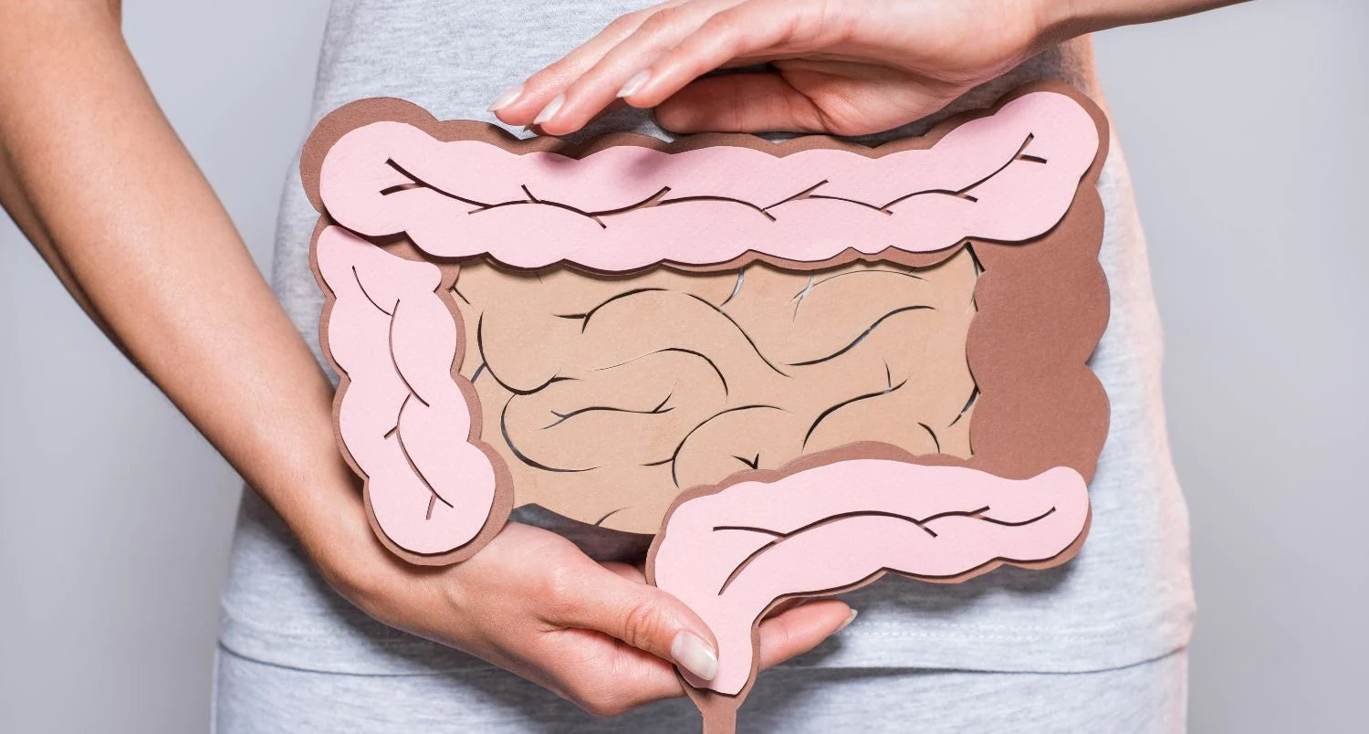 INTESTINO Y SALUD INTESTINAL: ¿QUÉ SIGNIFICA EXACTAMENTE?